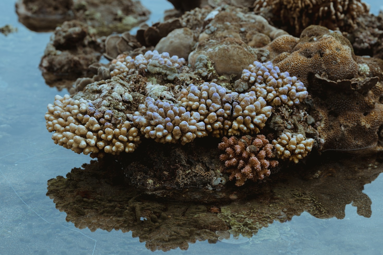 The Geological Marvel of Benham Rise