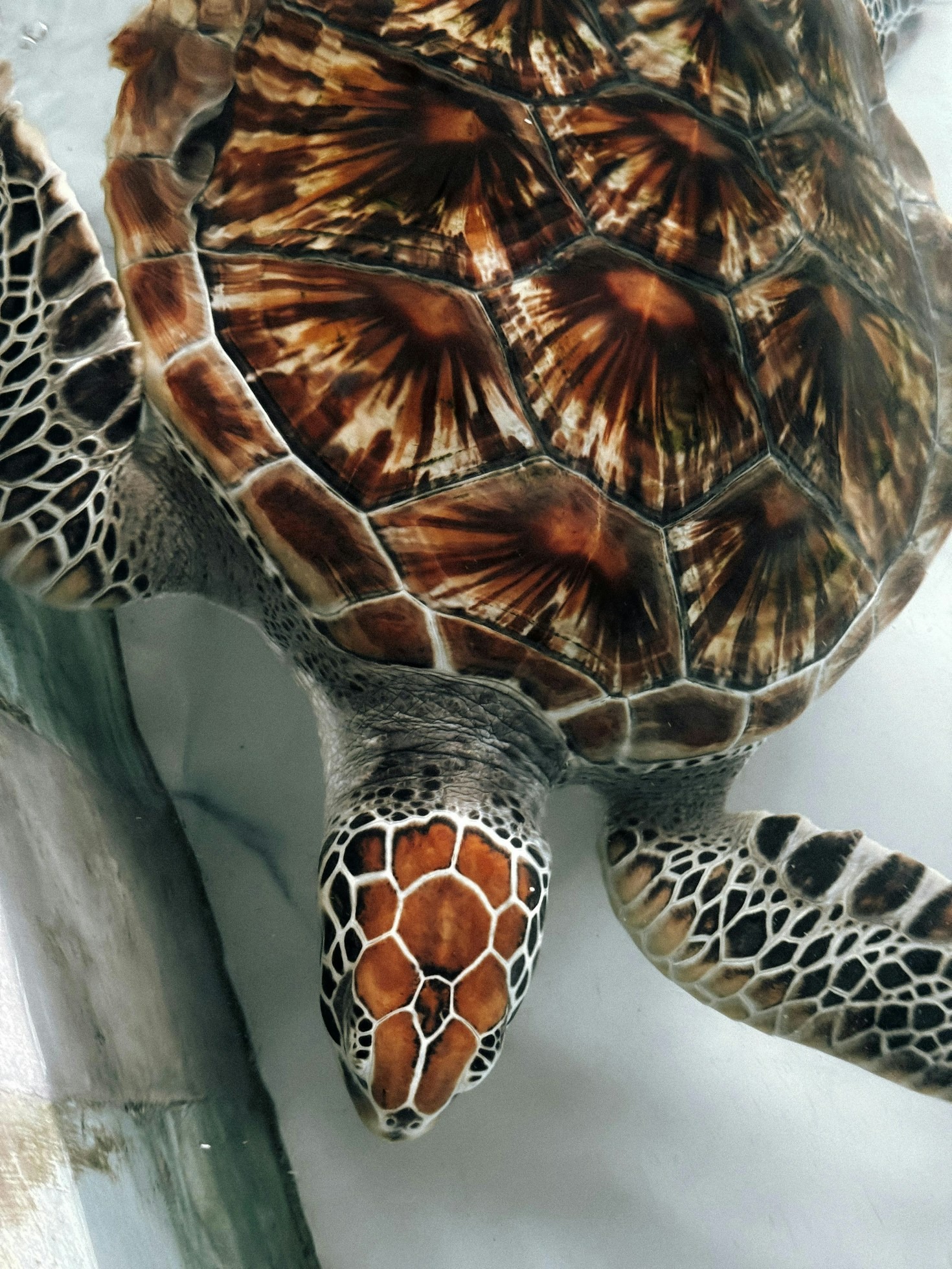 How Benham Rise Supports Marine Biodiversity