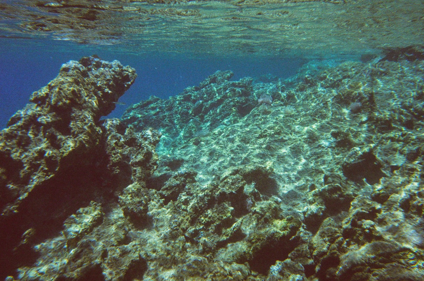 A Deep Dive Into Benham Rise Ecosystems