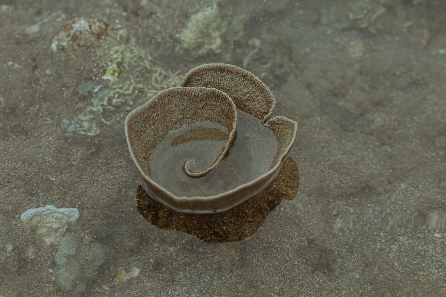 The Hidden Richness of Benham Rise’s Marine Life